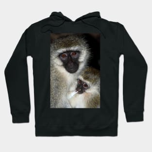 Primate - Black-faced Vervet Monkey, Kenya. Hoodie